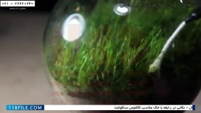 ساخت تراریوم-تراریوم کاکتوس-به روز رسانی تراریوم خزه پس از 6 ماه و کشتی در بطری پس از 16 ماه