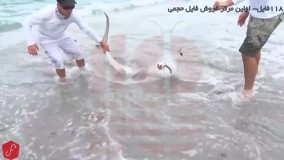 ماهیگیری - صید ماهی در اقیانوس - ماهیگیری با قلاب دست - صید کوسه