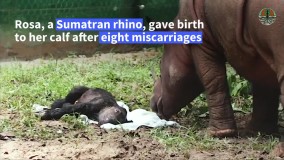 تولد نادر یک کرگدن سوماترا