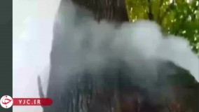 به آتش کشیدن درخت چند صد ساله جنگلی