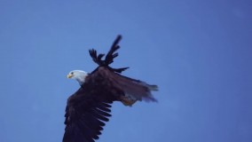 لطفا کلاغ نباش