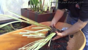 ساخت آبنما سنگی-ساخت آبنما-ساخت آبنما رومیزی-کاشت گیاهان فضای حوضچه