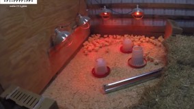 پرورش مرغ محلی- پرورش مرغ بومی-بیان کامل نکات پرورش مرغ گوشتی