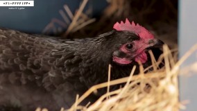 پرورش مرغ محلی- پرورش مرغ بومی-نیاز مرغ به گوشت