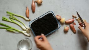 چطوری در خانه پیازچه پرورش دهیم؟