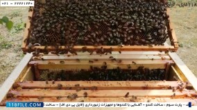 حرفه ای زنبورداری-پرورش زنبور عسل-زنبورداری صنعتی-روش آزمودن ملکه