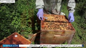 حرفه ای زنبورداری-پرورش زنبور عسل-زنبورداری صنعتی-تقسیم کندو به دو کندوچه