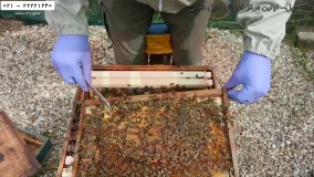 حرفه ای زنبورداری-پرورش زنبور عسل-زنبورداری صنعتی-نصب کندو