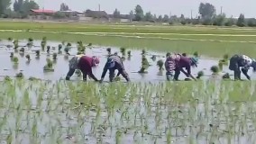 ترانه‌خوانی زیبای زنان در شالیزارهای مازندران