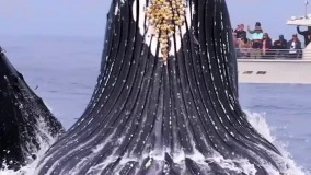 قابی تماشایی از خودنمایی نهنگ‌های غول‌پیکر