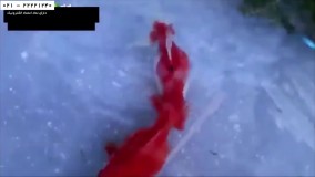 پرورش ماهی زینتی-فیلم پرورش ماهی-پرورش گلد فیش