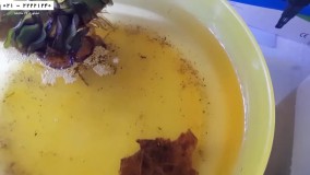 پرورش ماهی زینتی-فیلم پرورش ماهی-پرورش ماهی بتا