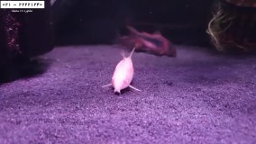 پرورش ماهی زینتی-فیلم پرورش ماهی-پرورش گربه ماهی