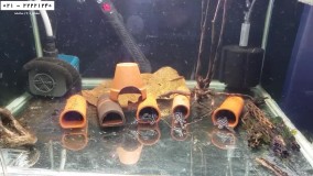 پرورش ماهی زینتی -ماهی زینتی-پرورش ماهی تترا نئون