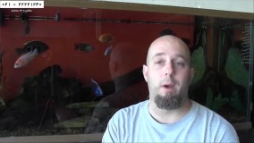 پرورش ماهی زینتی -ماهی زینتی-پرورش سیچلید آفریقایی