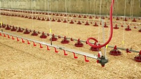 تجهیزات مورد نیاز مرغداری مدرن