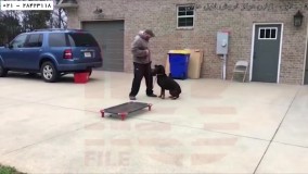 سگ را تربیت کنیم -تربیت حیوانات  - تربیت روت وایلر - از بین بردن ترس و اضطراب