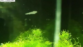 DUARF PEA PUFFERآموزش پرورش ماهی زینتی-فیلم پرورش ماهی-پرورش ماهی