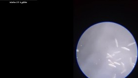 پرورش ماهی زینتی-فیلم پرورش ماهی-پرورش گربه ماهی - پارت 3