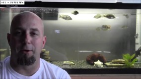 پرورش ماهی زینتی-فیلم پرورش ماهی-پرورش سیچلید آفریقایی - اکواریوم ها