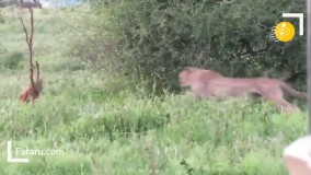 وقتی حیوان حیله‌گر یک یوزپلنگ را فریب داد !