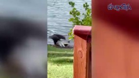 تصاویر باورنکردنی از شنای کردن یک عقاب
