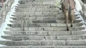 تکنیک هوشمندانه الاغ‌ ها برای بالا رفتن از پله