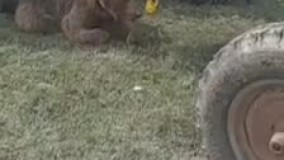 تصویری تکان‌ دهنده از یک خرس قهوه‌ای در اردبیل