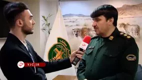 رئیس محیط زیست قائمشهر از دو متری به پلنگ شلیک کرد!