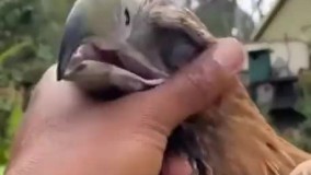 واکنش باورنکردنی یک عقاب به نوازش‌های انسان