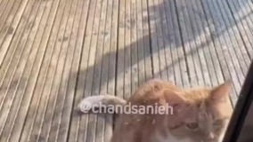 عملیات فریب توسط گربه بازیگر !