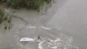 تصاویری تلخ از خودکشی دلفین‌ها !