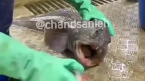 قدرت باور نکردنی دندان‌های ماهی گوشتخوار