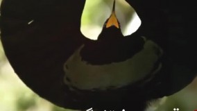 شیوه عجیب یک پرنده برای جفت گیری