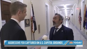 روباهی که یک نماینده را گاز گرفت به دام افتاد