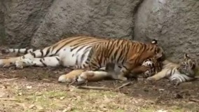 لحظاتی ناب از ببر مادر و فرزندانش