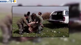 رهاسازی یک قلاده گربه جنگلی در مناطق حفاظت شده اهر