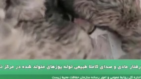 ویدیویی از سه توله یوزی که«ایران» به دنیا آورد