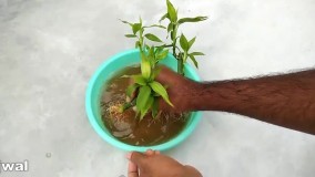 تکثیر قلمه بامبو در آب