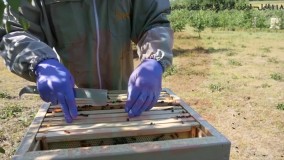 آموزش پرورش ملکه زنبور عسل-بازرسی هفتگی برای تازه کارها