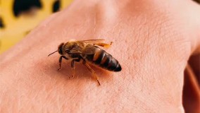 زنبورعسل bee Bee