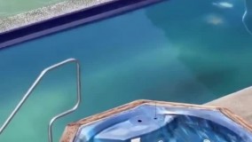 شیر دریایی به انسان ؛ جایم را پس بده !