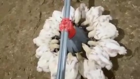 فروش تجهیزات مرغداری ارزان