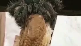 لحظه هولناک شکار پرنده توسط رتیل غول‌پیکر