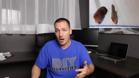 پرورش ماهی زینتی-اصول نگهداری ماهی زینتی-درآمدزایی از پرورش ماهی دیسکس