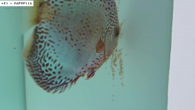 پرورش ماهی زینتی-آموزش پرورش ماهی آکواریومی-پرورش ماهی دیسکس