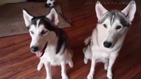 تربیت سگ- آموزش تربیت سگ شیتزو -آموزش مدفوع بیرون از خانه به هاسکی