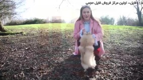 تربیت سگ - آموزش تربیت سگ نگهبان - تربیت پامرانین