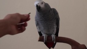 تربیت طوطی-آموزش اصول تربیت طوطی-حرف زدن طوطی ویدیو چهارم