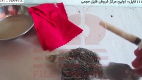 تربیت طوطی-اهلی کردن طوطی- غذای جوجه طوطی ویدیو دوم